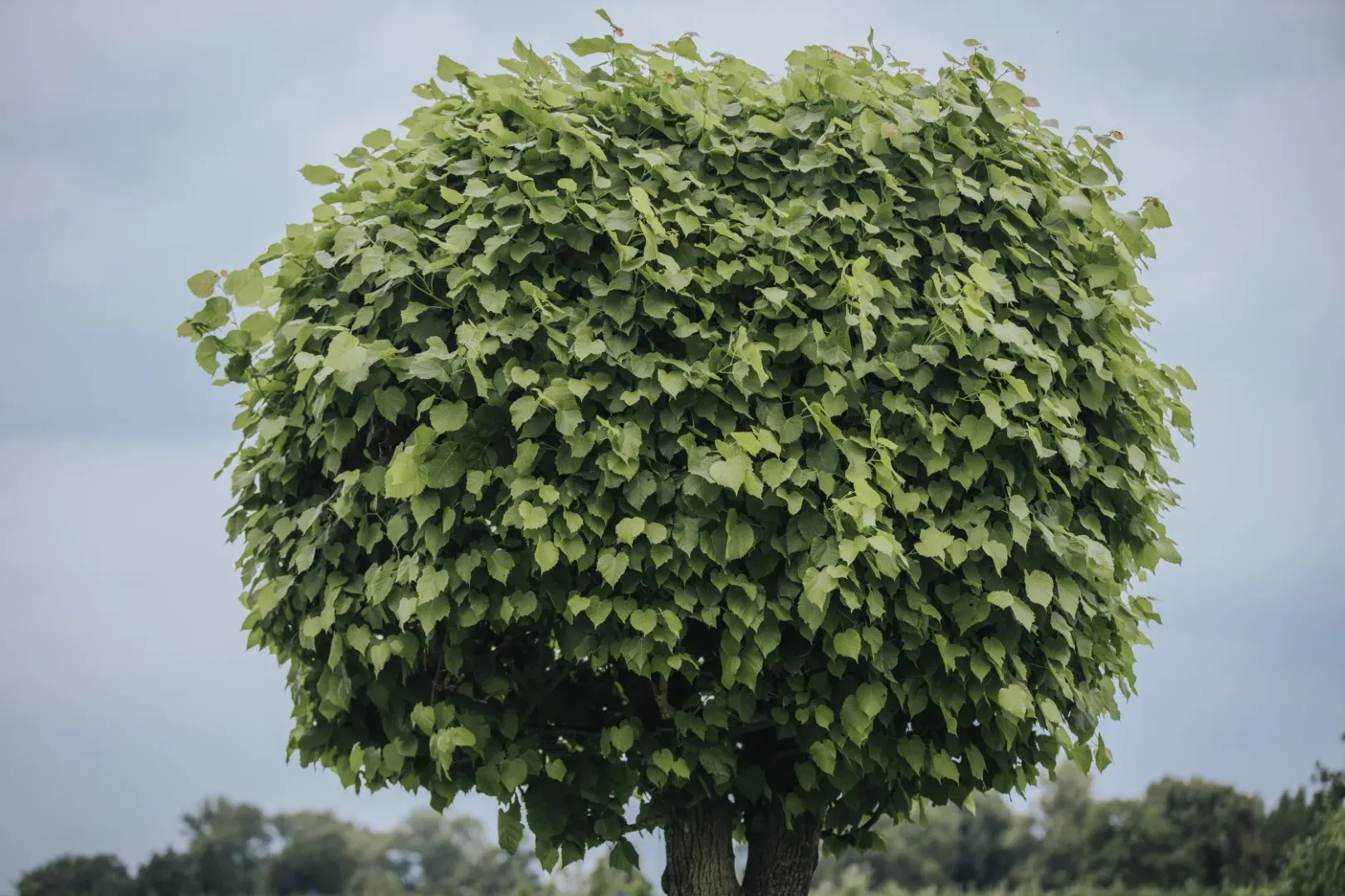 Plantation et végétalisation en Seine-et-Marne