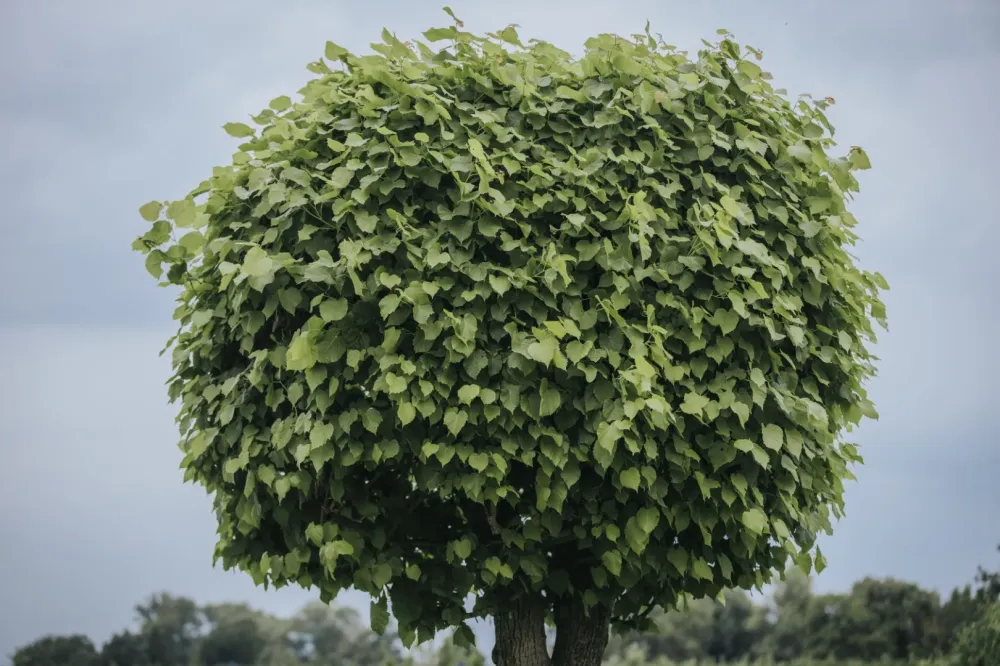 Plantation et végétalisation en Seine-et-Marne