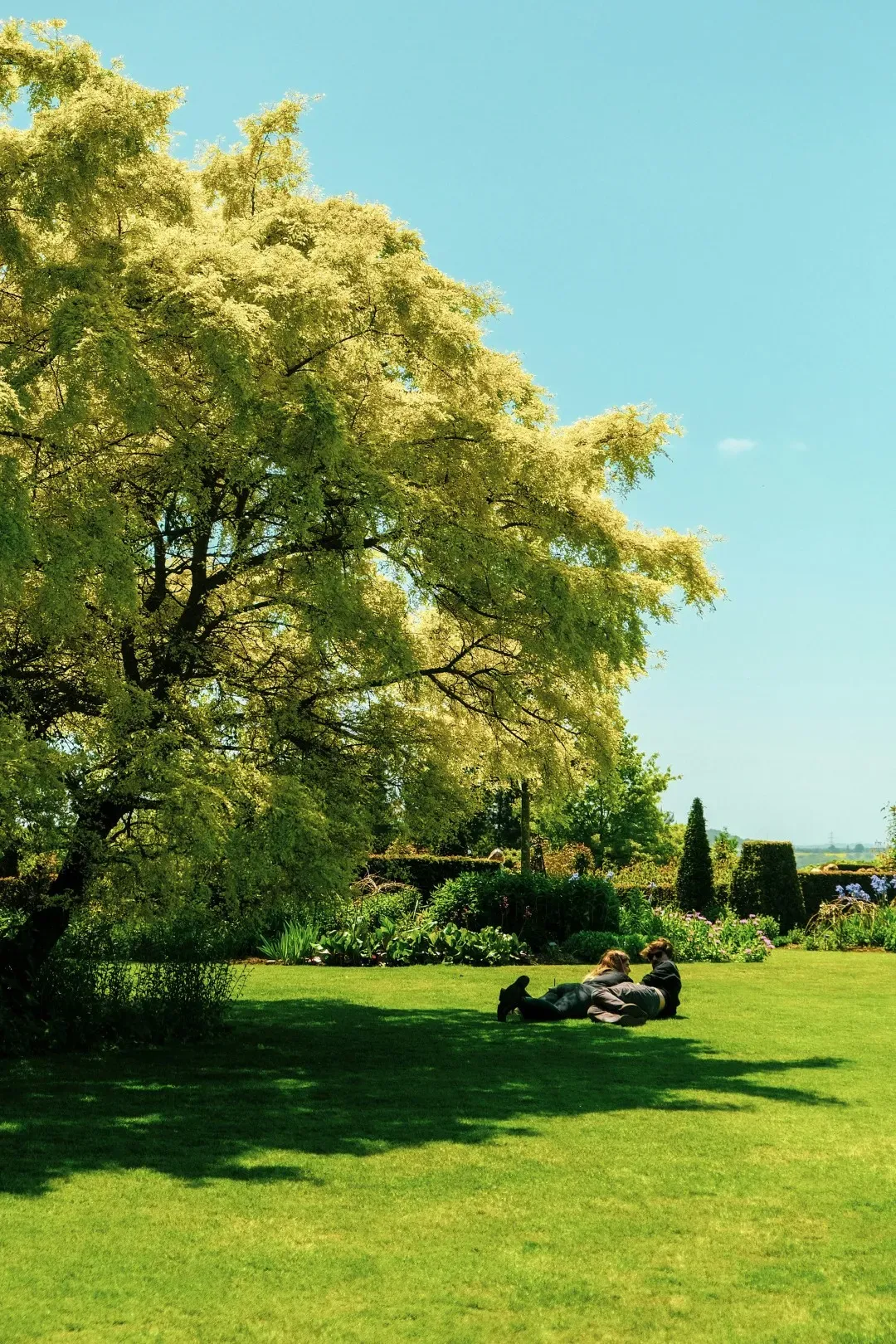 Taille des arbres en Seine-et-Marne