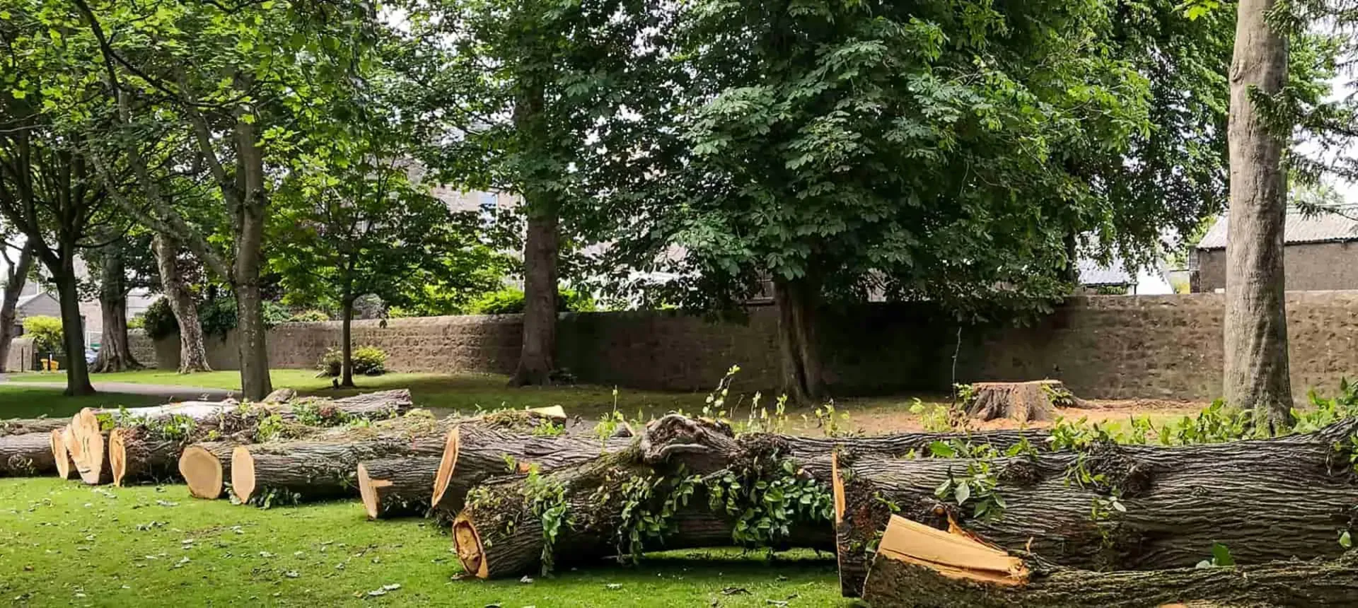 Abattage d'arbres en Seine-et-Marne