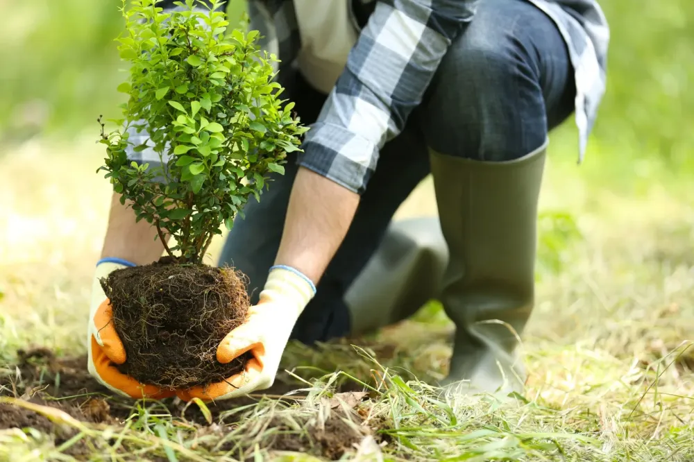 Plantation d'arbustes près de Mouroux