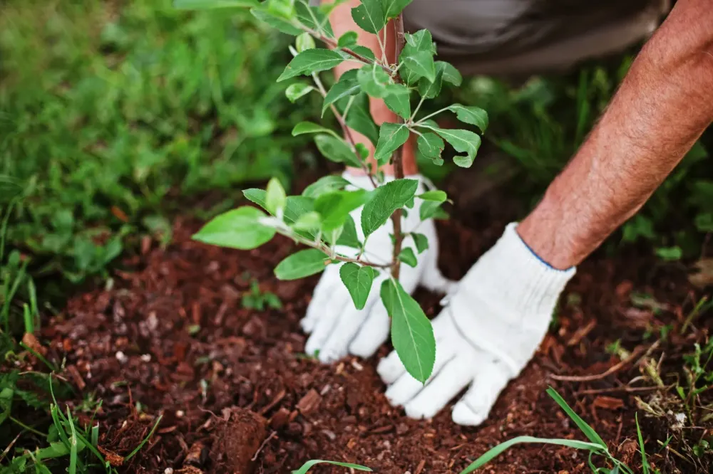 Plantation d'arbres près de Mouroux